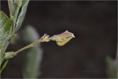 Crotalaria alata